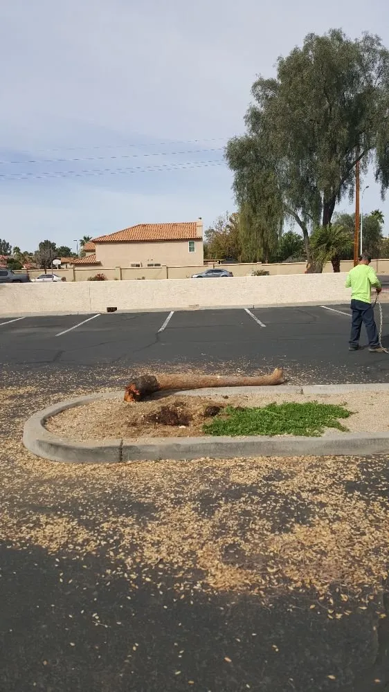 Trusted landscape installation in phoenix, AZ by American Tree & Landscape