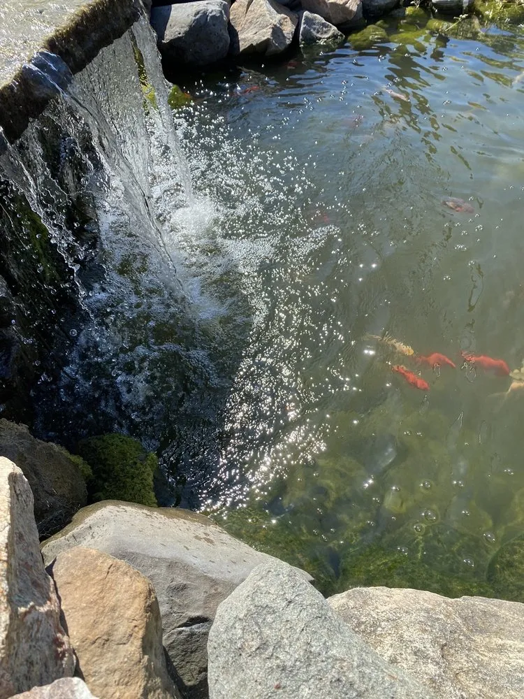 Reliable lawn care service experts serving Almont, MI - American Tree