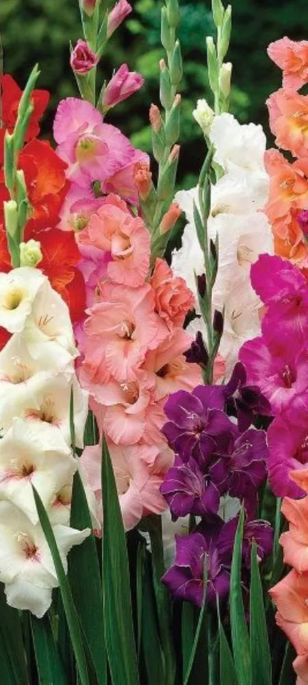 Local lawn care service in Port Arthur, TX by American Tree and Landscaping Services