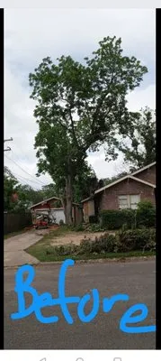 American Tree and Landscaping Services Logo