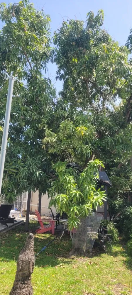 Affordable landscape design with custom design in Miami Shores, FL by American Tree and Lawn Maintenance