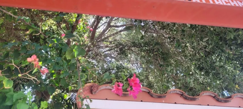 Affordable landscape installation for outdoor upgrades in Miami Shores, FL by American Tree and Lawn Maintenance