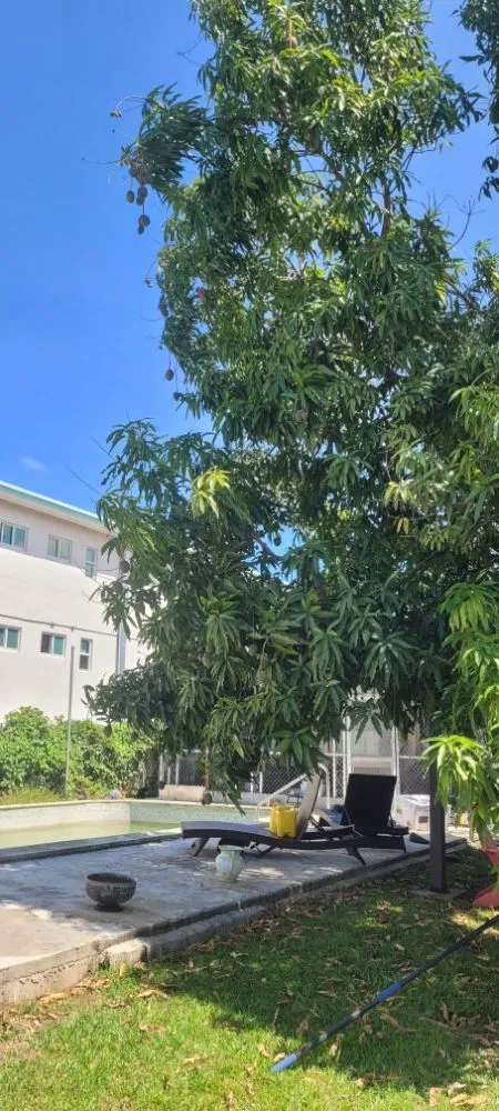 Custom garden landscaping in Miami Shores, FL - American Tree and Lawn Maintenance