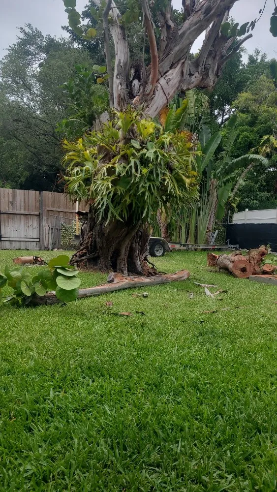 Custom landscaping services in Miami Shores, FL - American Tree and Lawn Maintenance