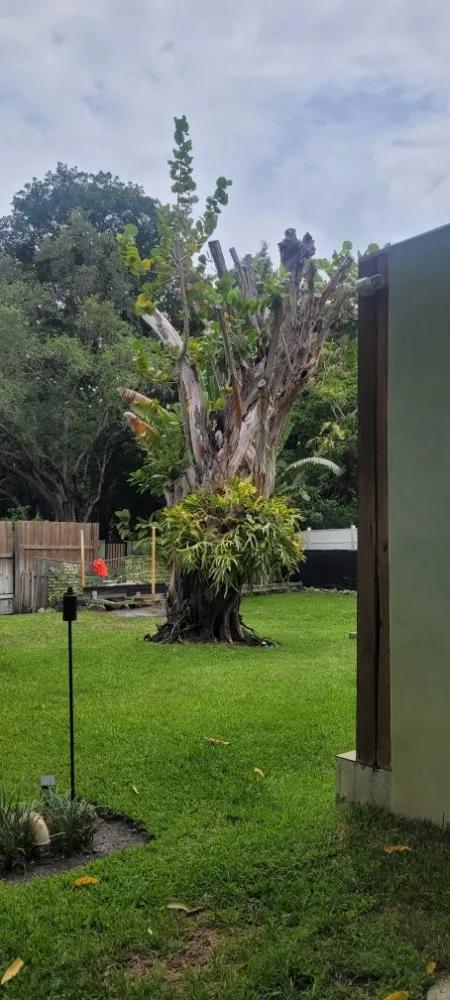 Custom lawn care service for beautiful yards across Miami Shores, FL - American Tree and Lawn Maintenance