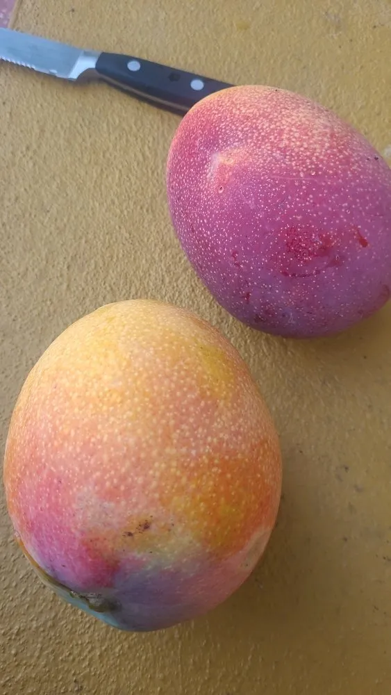 Professional residential landscaping in Miami Shores, FL by American Tree and Lawn Maintenance