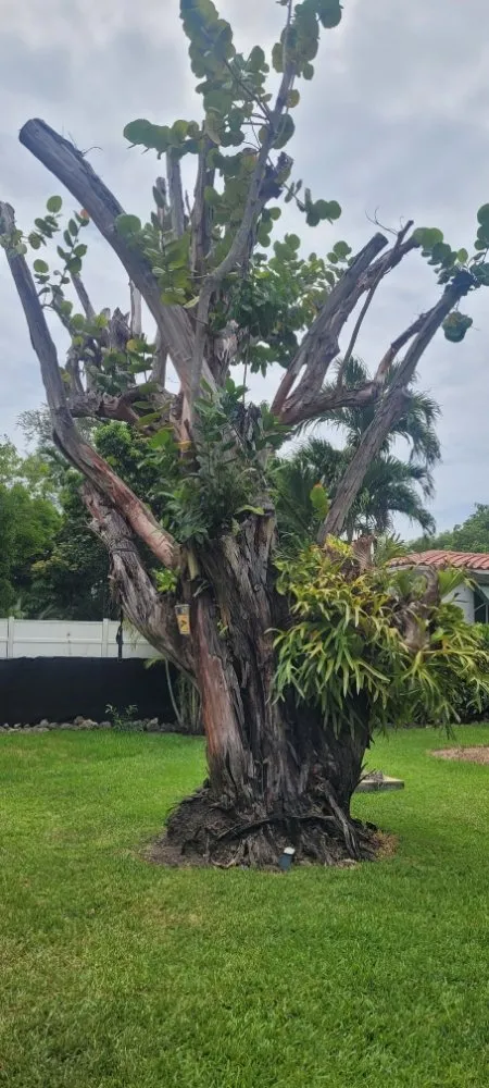 Reliable yard cleanup service near you in Miami Shores, FL by American Tree and Lawn Maintenance