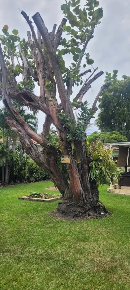 Custom outdoor landscaping in Miami Shores, FL - American Tree and Lawn Maintenance