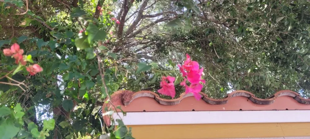 Top-rated landscape installation for outdoor upgrades across Miami Shores, FL - American Tree and Lawn Maintenance