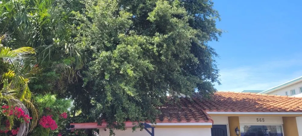 Trusted lawn mowing service near you across Miami Shores, FL - American Tree and Lawn Maintenance