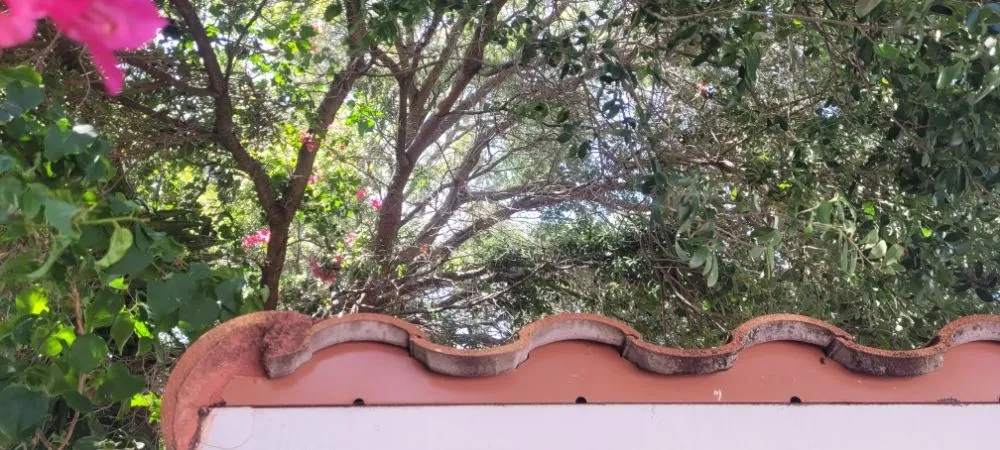 Trusted landscaping services experts serving Miami Shores, FL - American Tree and Lawn Maintenance