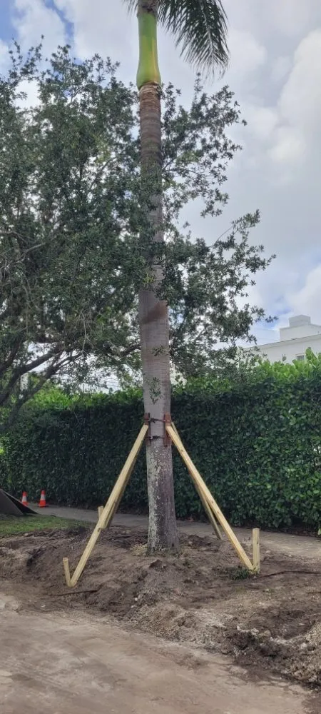 Expert yard maintenance in Miami Shores, FL - American Tree and Lawn Maintenance