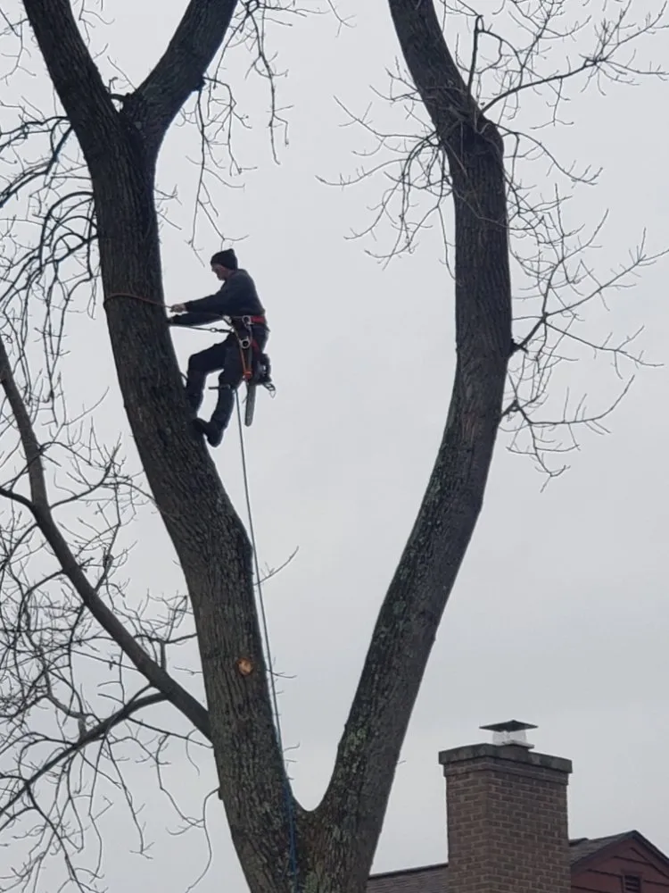 Top-rated yard cleanup service with custom design in Dayton, OH by American Tree Cutters & Landscaping