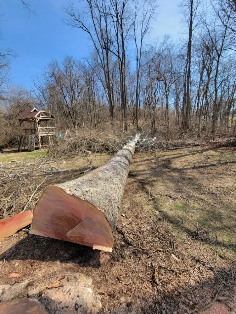 Expert lawn mowing service in Dayton, OH by American Tree Cutters & Landscaping