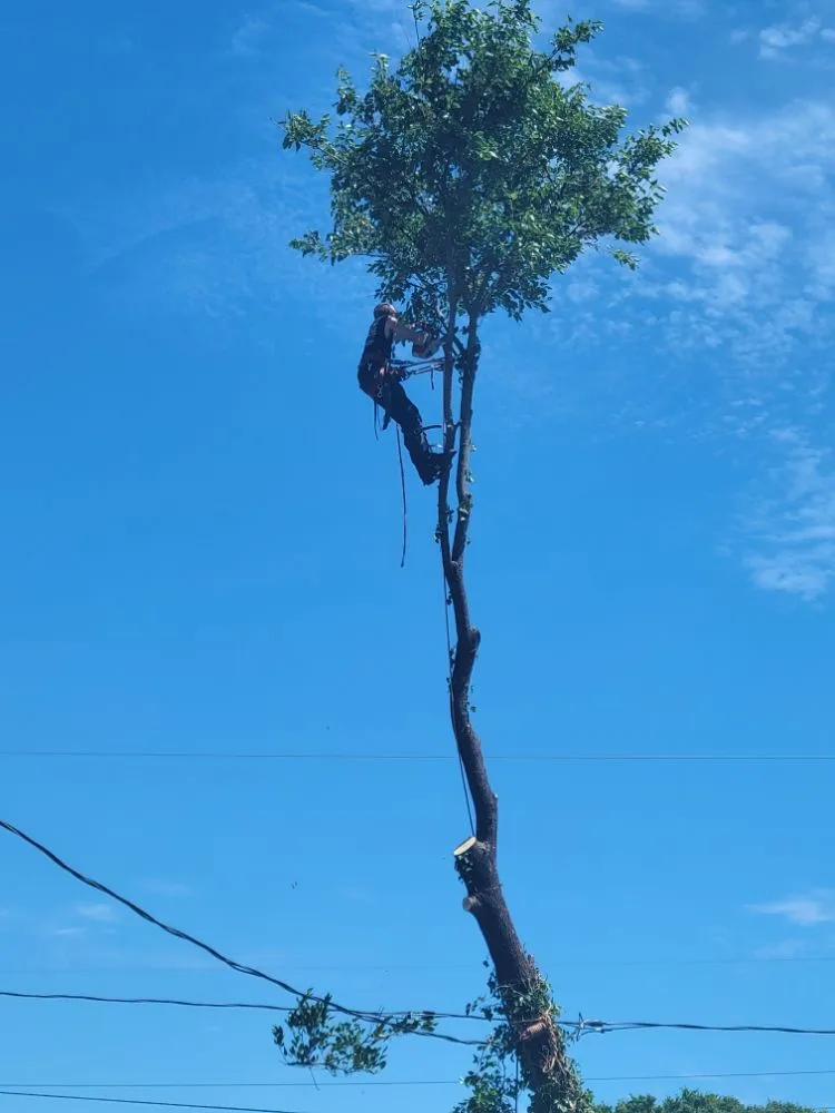 Expert outdoor landscaping for year-round maintenance across Dayton, OH - American Tree Cutters & Landscaping