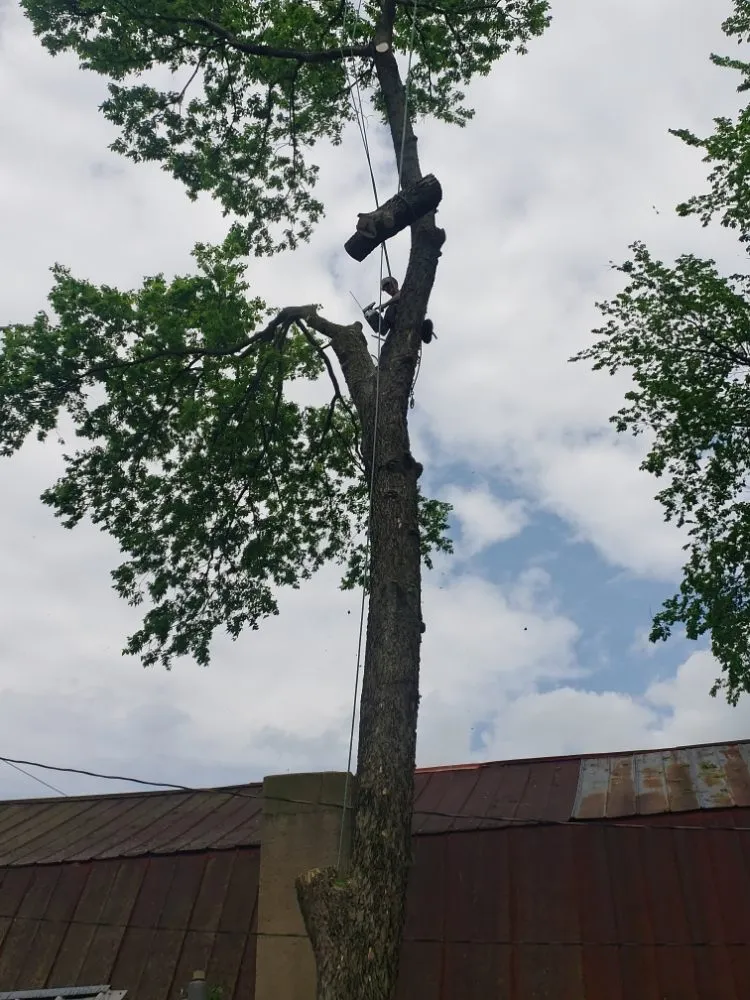 Local landscape design for homes across Dayton, OH - American Tree Cutters & Landscaping