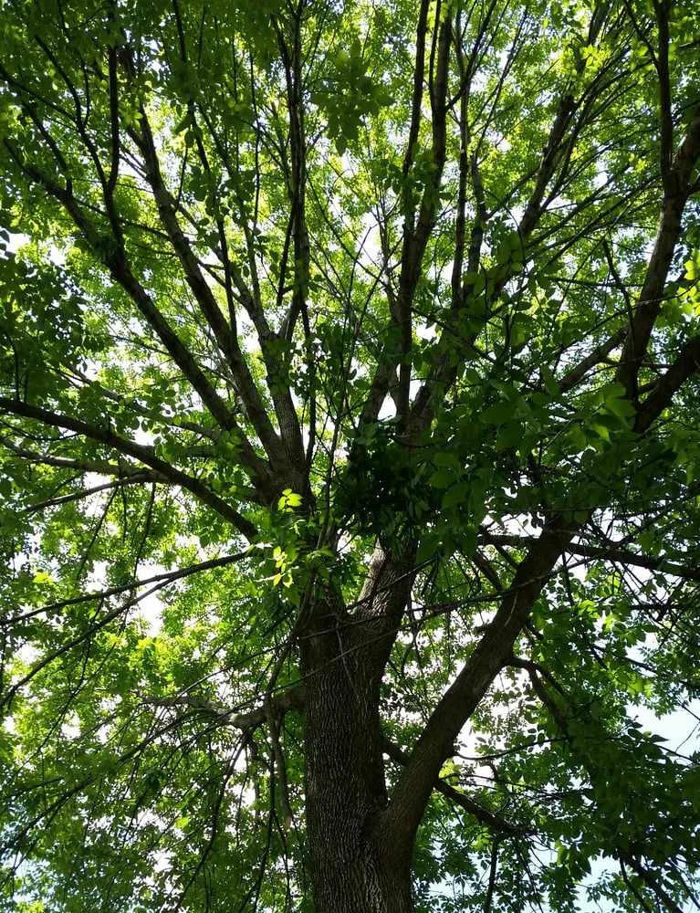 Custom residential landscaping for beautiful yards across Evansville, IN - American Tree Experts & Landscaping