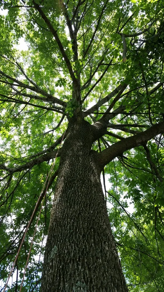 Professional lawn mowing service with custom design across Evansville, IN - American Tree Experts & Landscaping