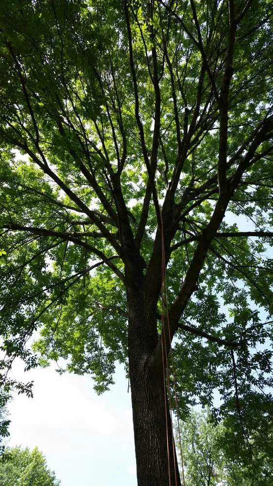 Affordable yard maintenance near you across Evansville, IN - American Tree Experts & Landscaping