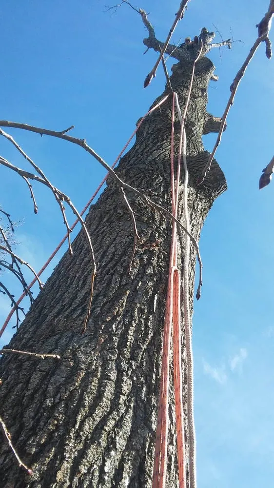 Affordable yard cleanup service in Evansville, IN - American Tree Experts & Landscaping