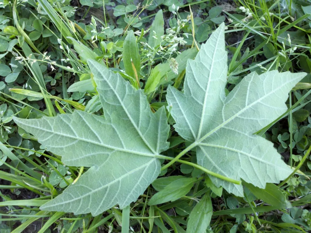 Local lawn care service in Evansville, IN by American Tree Experts & Landscaping