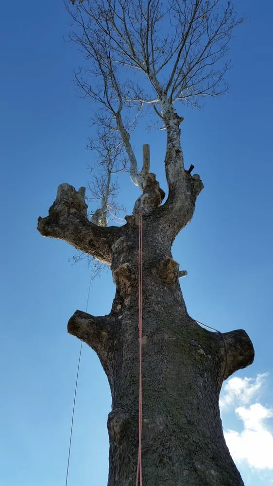 Custom landscape installation in Evansville, IN - American Tree Experts & Landscaping