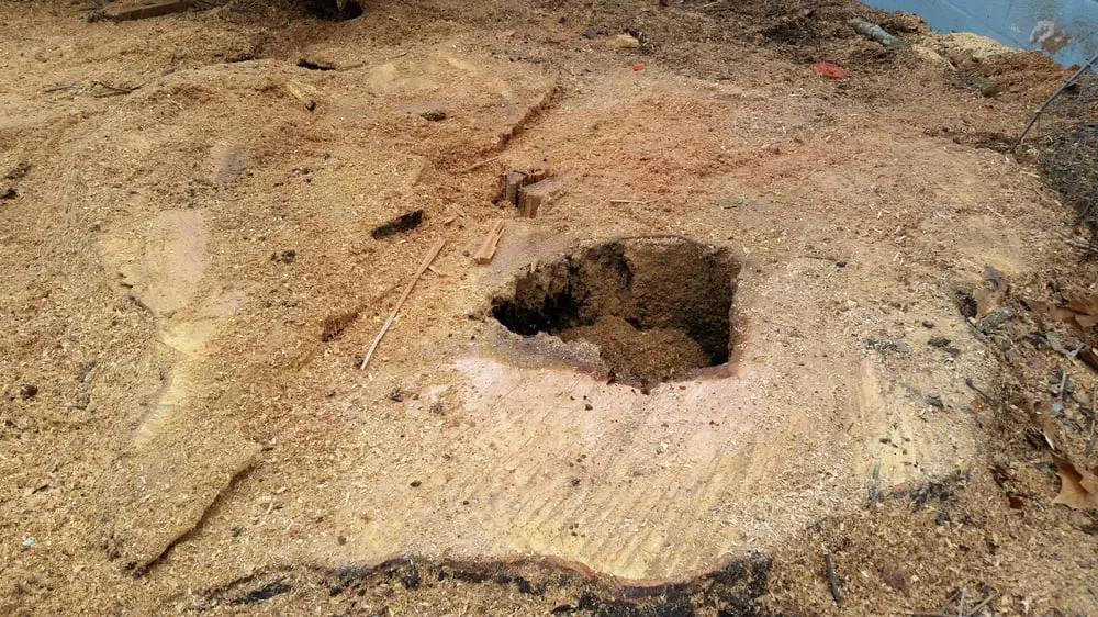 Affordable outdoor landscaping for beautiful yards across Evansville, IN - American Tree Experts & Landscaping