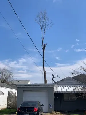 American Tree Experts and Lawn Care Service