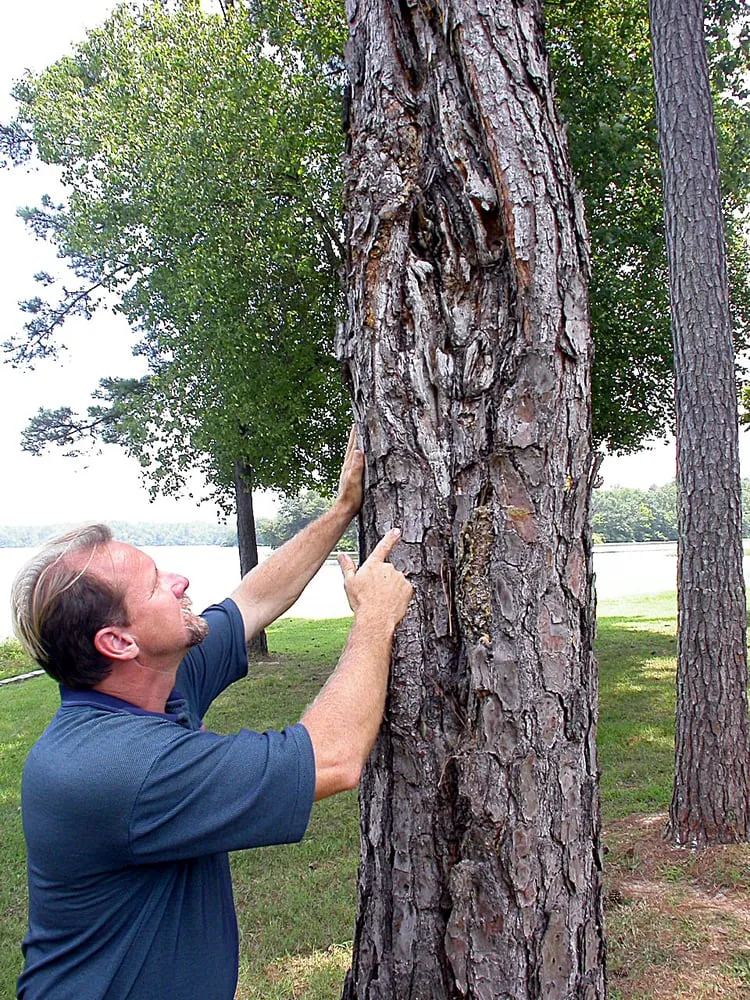 Local residential landscaping for beautiful yards across Columbiana, AL - American Tree Maintenance