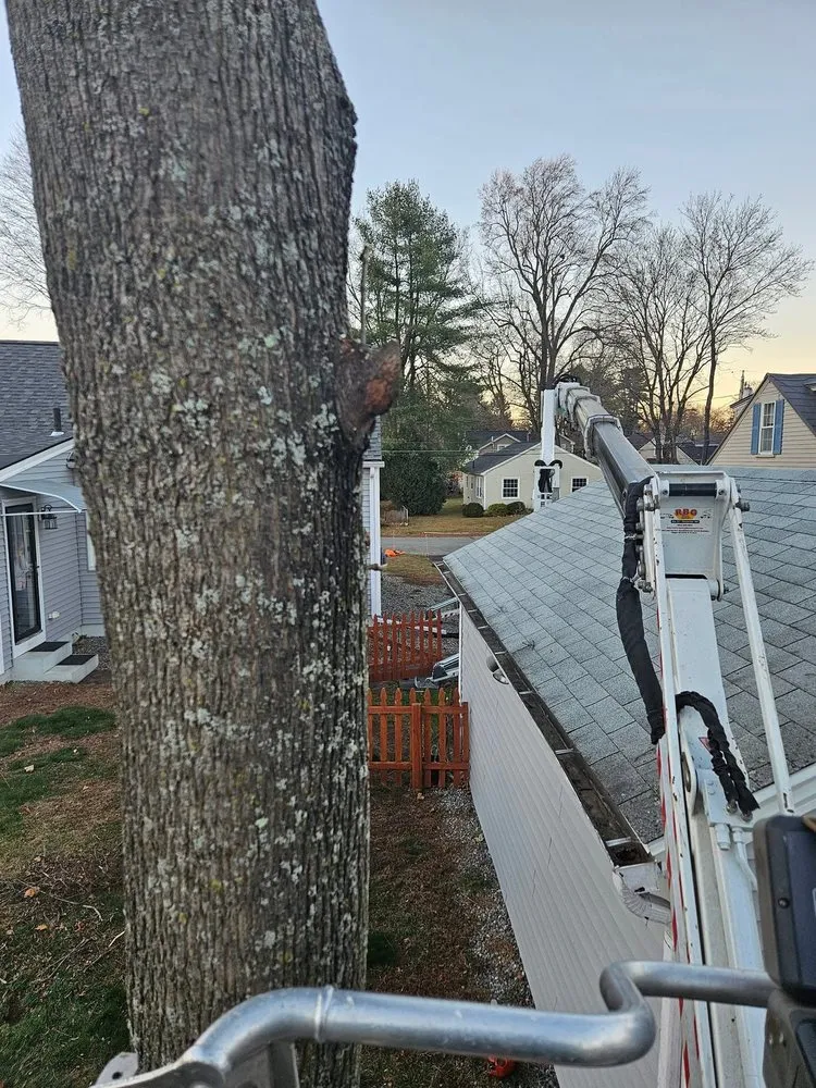 Professional lawn care service for outdoor upgrades in Concord, NH by American Tree Service