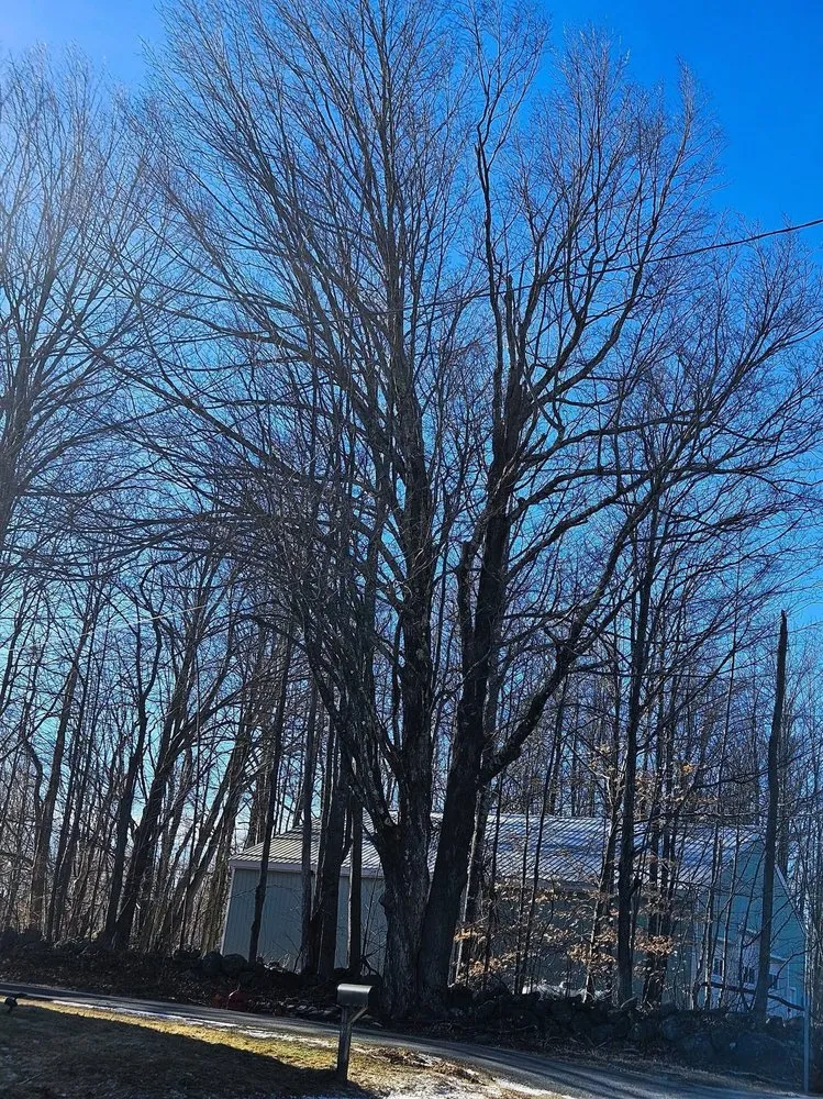 Affordable yard cleanup service experts serving Concord, NH - American Tree Service