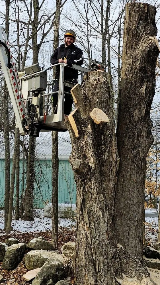 Trusted landscaping services in Concord, NH by American Tree Service