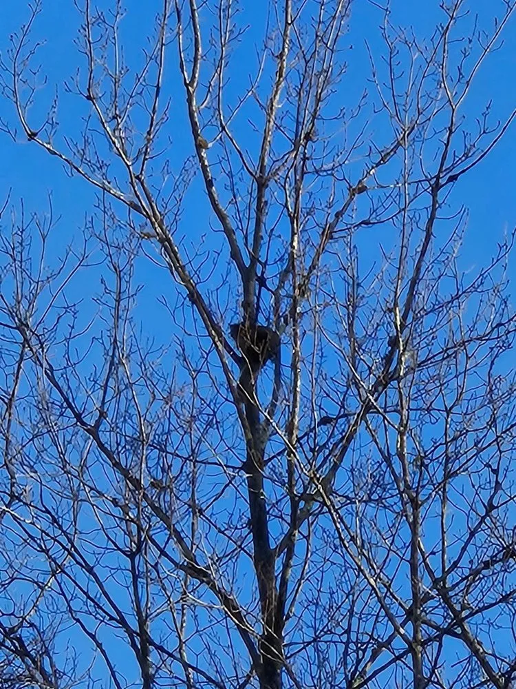 Custom landscaping services for year-round maintenance in Concord, NH by American Tree Service