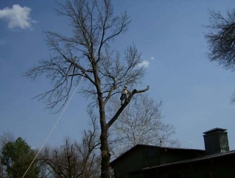 Top-rated residential landscaping in Tulsa, OK - American Tree Works