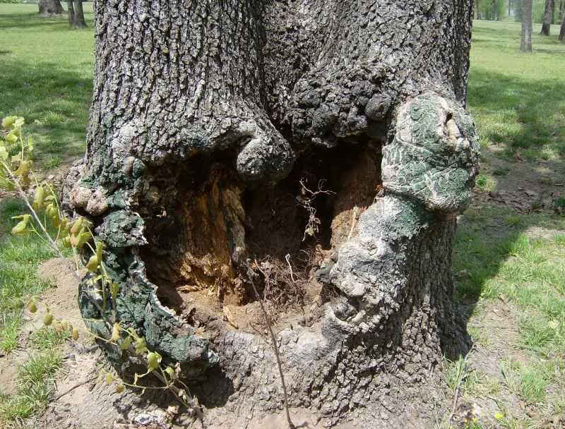 Trusted lawn care service in Tulsa, OK by American Tree Works