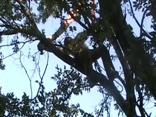 Custom lawn mowing service experts serving Tulsa, OK - American Tree Works