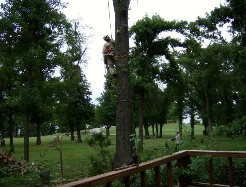 Expert yard maintenance near you in Tulsa, OK by American Tree Works