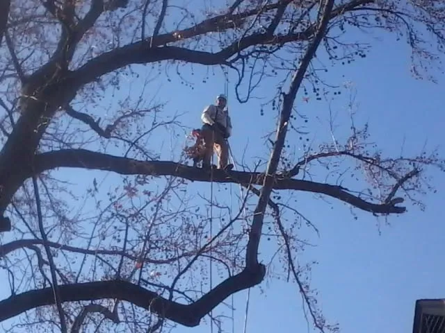 Reliable garden landscaping near you in Tulsa, OK by American Tree Works