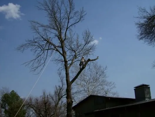 American Tree Works Logo