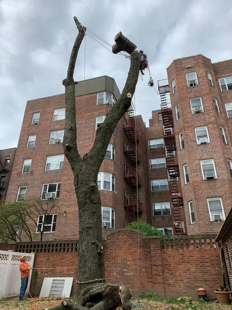 Affordable landscape installation in New York, NY - American Trees