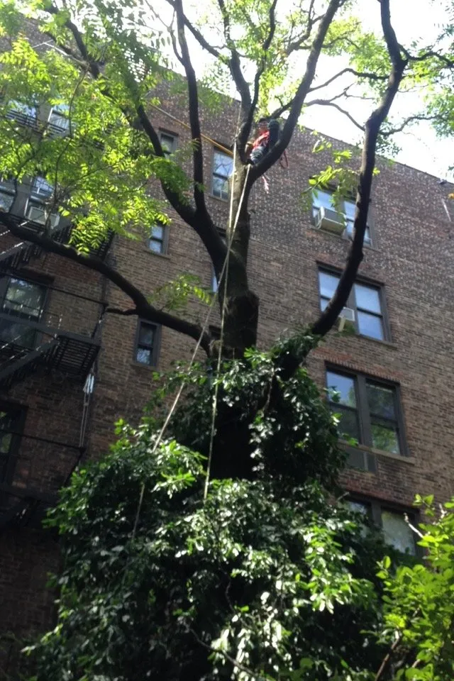 Top-rated landscape installation in New York, NY by American Trees