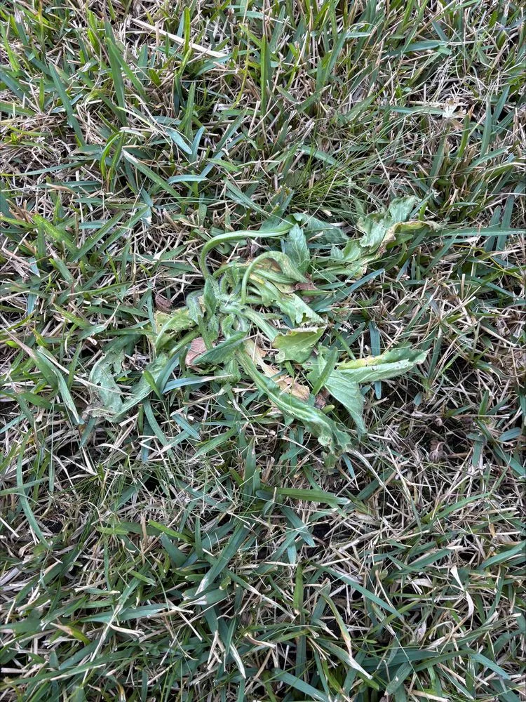 Trusted garden landscaping for year-round maintenance across Montgomery, TX - American Turf & Pest Titans