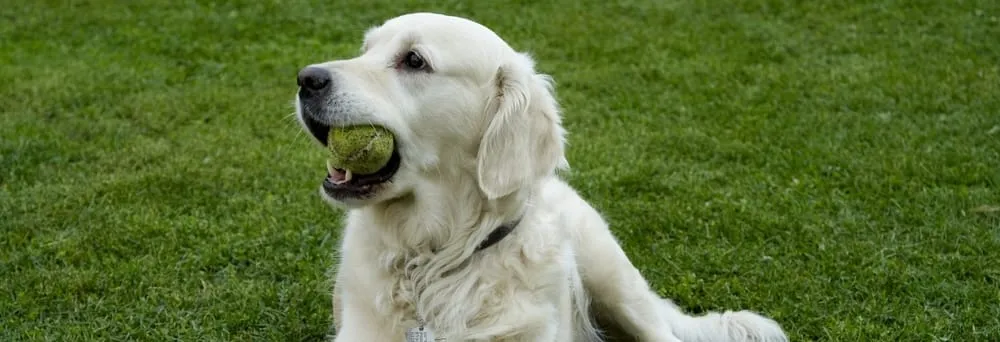 Local lawn care service experts serving Greeley, CO - American Turf & Tree Care