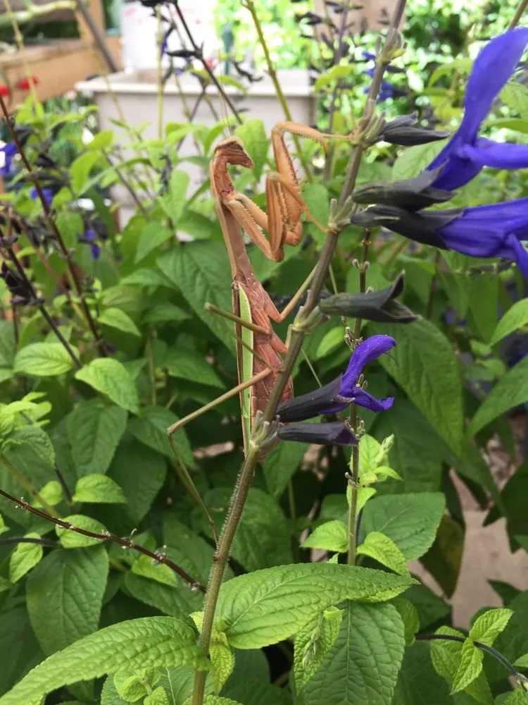 Trusted garden landscaping in Bedford, OH by American Turf Landscape And Garden Center