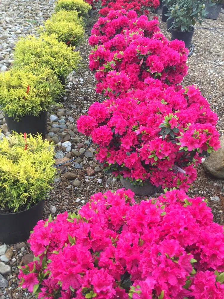 Reliable landscaping services experts serving Bedford, OH - American Turf Landscape And Garden Center