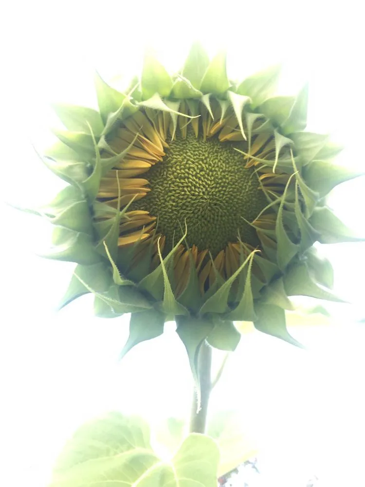 Local outdoor landscaping in Bedford, OH by American Turf Landscape And Garden Center