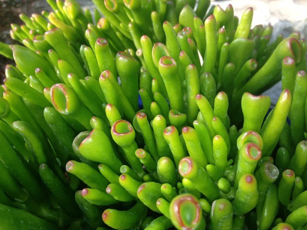 Trusted yard cleanup service for homes in Bedford, OH by American Turf Landscape And Garden Center