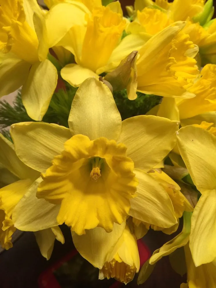 Local lawn care service in Bedford, OH by American Turf Landscape And Garden Center