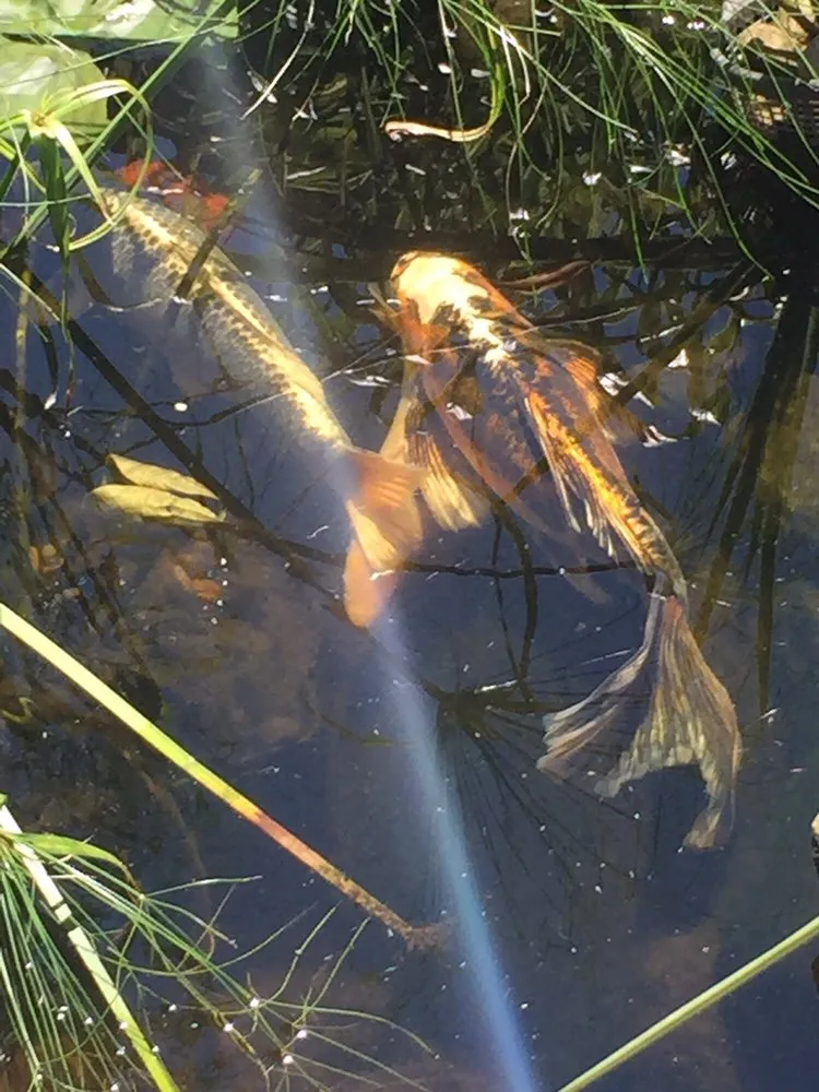 Custom outdoor landscaping in Bedford, OH - American Turf Landscape And Garden Center