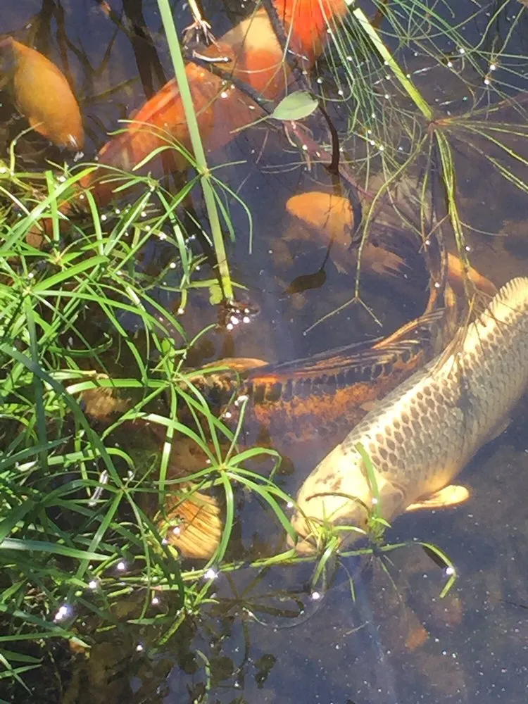 Expert landscaping services in Bedford, OH - American Turf Landscape And Garden Center